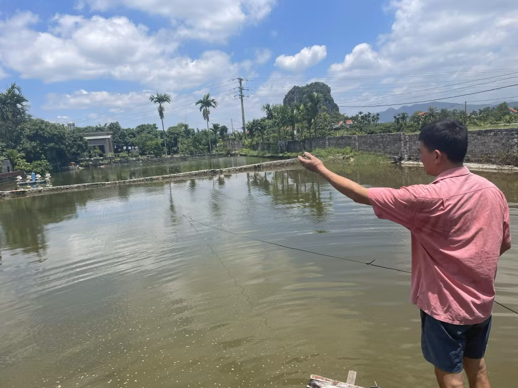 Mô hình nuôi cá nheo của anh Nguyễn Xuân Hội (phường Phương Nam) cho hiệu quả kinh tế ổn định.