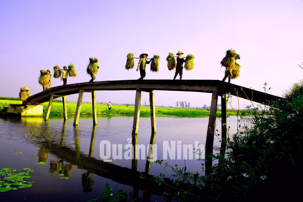 Ngày mùa trên đảo Hà Nam, TX Quảng Yên (4-2017). Ảnh: Dương Phượng Đại