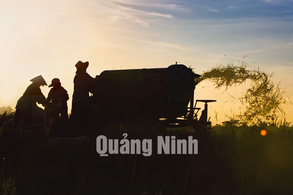Tranh thủ ngày nắng. Ảnh: Nguyễn Long Giang