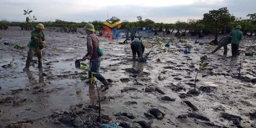 Anh Hà Văn Hoa cùng người dân thôn 9, xã Quảng Phong trồng bổ sung vào RNM tự nhiên.