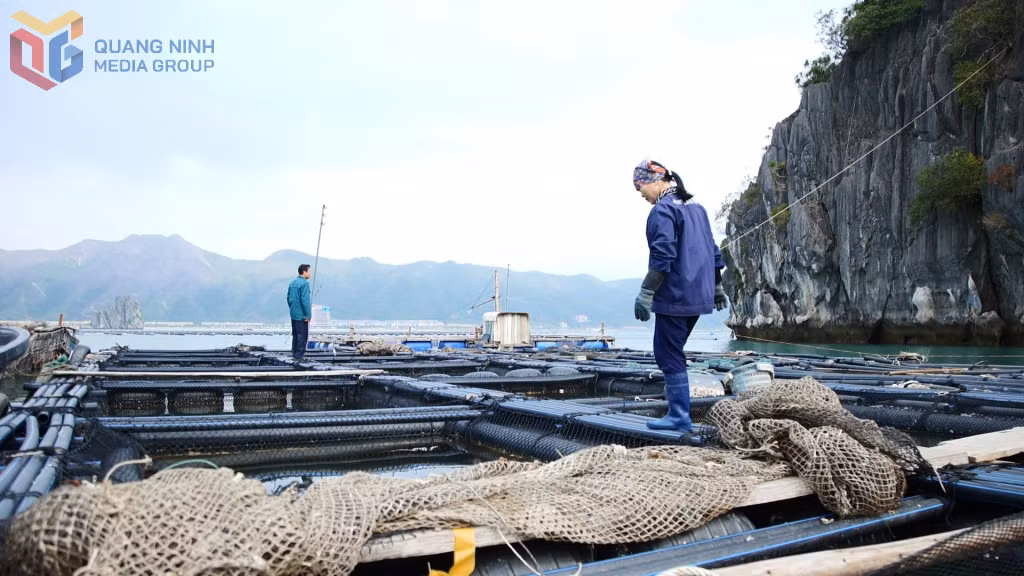 Các hộ NTTS tại huyện Vân Đồn khôi phục sản xuất sau bão số 3/2024. Ảnh: Nguyễn Duy