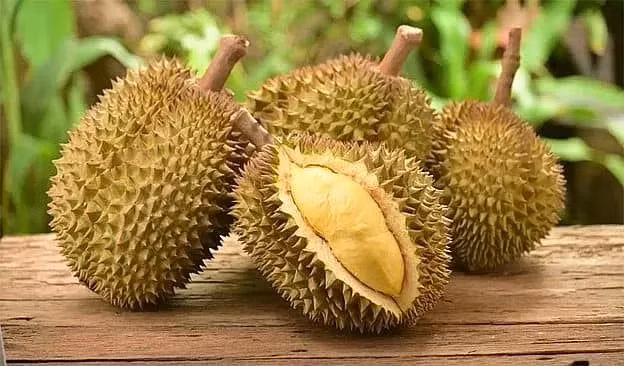 Sầu riêng Ri6 tại nhiều nhà vườn giảm chỉ còn phân nửa so với cùng kỳ năm ngoái