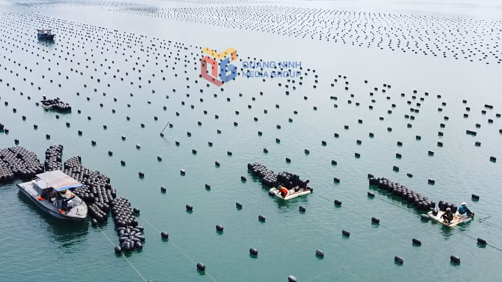 Hàu bán được giá, ngư dân nuôi trồng ở Vân Đồn phấn khởi tiếp tục đầu tư vụ mới.
