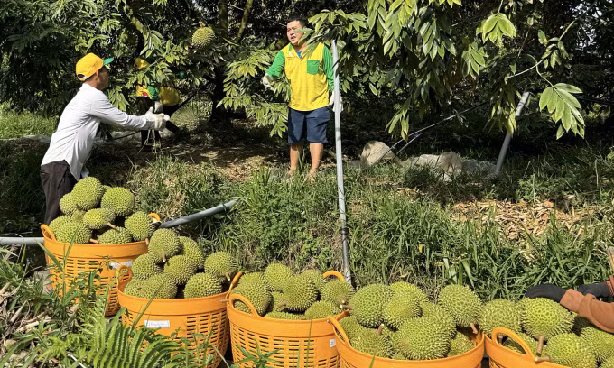 Vườn sầu riêng của nhà vườn ở Cần Thơ được người mua kiểm tra lượng đường và đột ngọt đạt chuẩn mới thu hoạch. Ảnh: Mạnh Khương