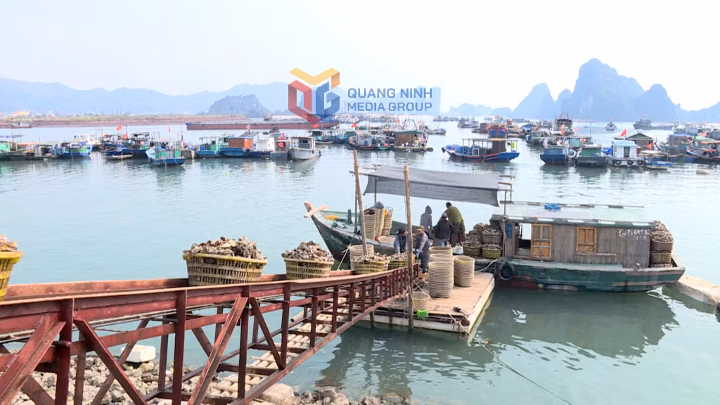 Sản lượng hàu thu hoạch trong tháng 4/2025 đạt trên 7.000 tấn, tăng gấp đôi so với tháng 3.