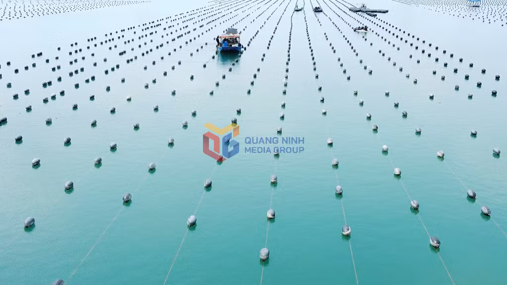 4 tháng đầu năm 2025, giá trị tăng trưởng của lĩnh vực nông lâm ngư nghiệp của huyện Vân Đồn ước đạt 297,5 tỷ đồng.
