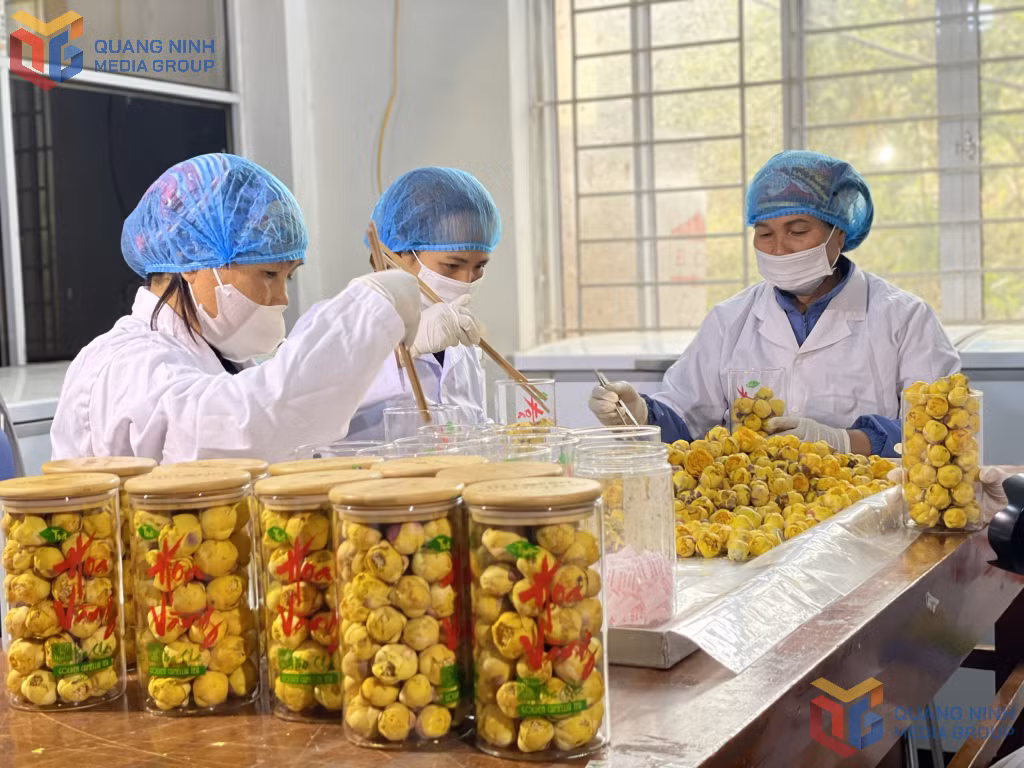 Cơ sở sản xuất trà hoa vàng của ông Nịnh Văn Trắng, xã Đạp Thanh, huyện Ba Chẽ đang tạo công ăn việc làm cho nhiều bà con nông dân người DTTS trên địa bàn.