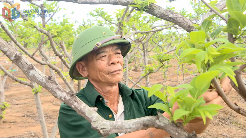 Nhiều mô hình kinh tế do CCB làm chủ mang lại hiệu quả cao với doanh thu từ trăm triệu đến hàng tỷ đồng/năm.
