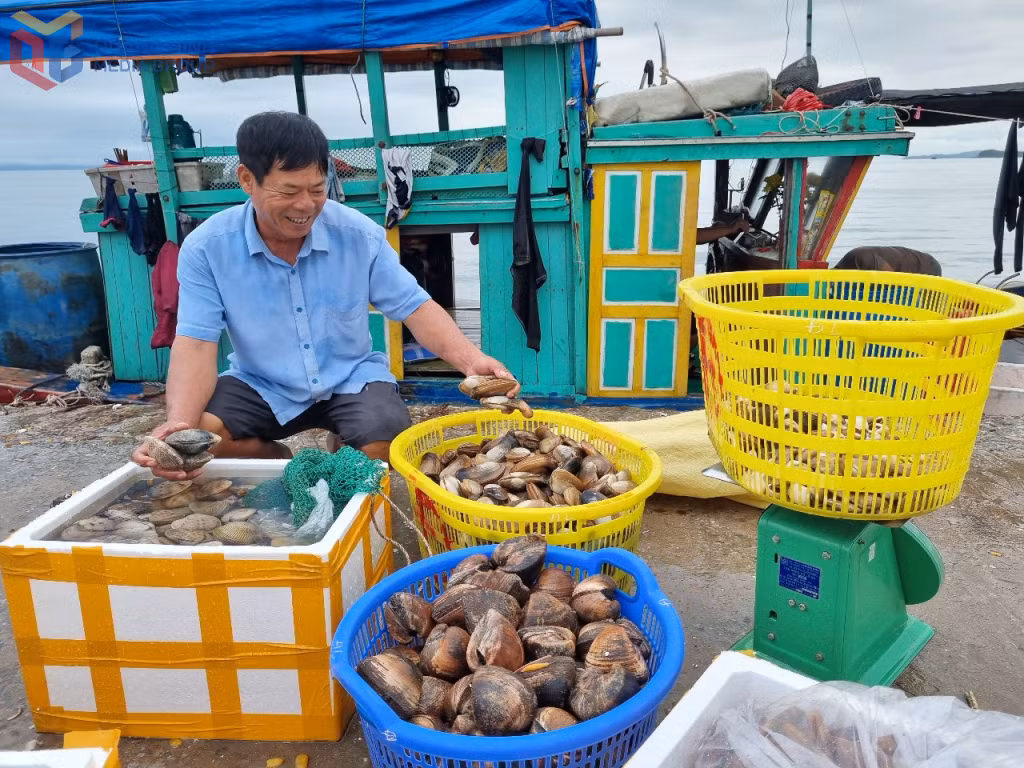 Bến Bắc Vàn (xã Đồng Tiến) là nơi ngư dân tập kết hải sản về bờ sau những chuyến đánh bắt ngoài khơi Cô Tô.