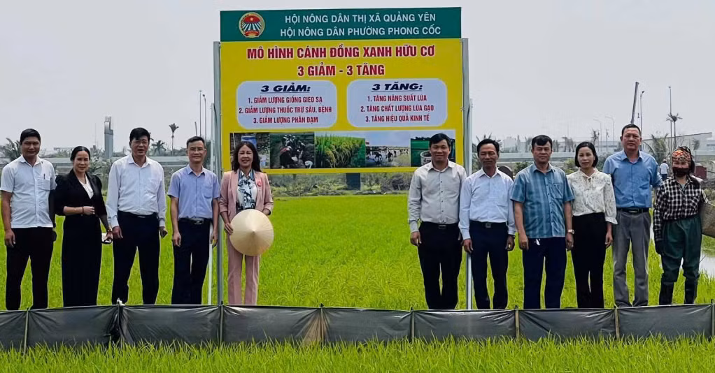 HND TX Quảng Yên triển khai mô hình "3 giảm, 3 tăng" tại cánh đồng Soi Cao, phường Phong Cốc. Ảnh: HND TX Quảng Yên.