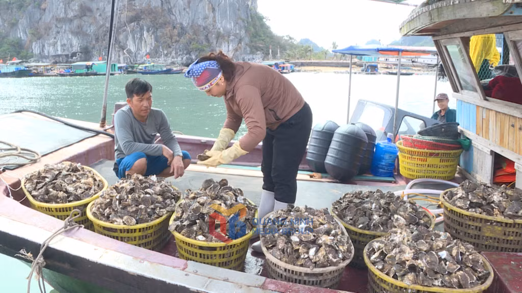 Anh Nguyễn Văn Thắng ở xã Đông Xá (huyện Vân Đồn) chở hàu vào Cảng cá Cái Rồng để test hàng trước khi thu hoạch nhiều.