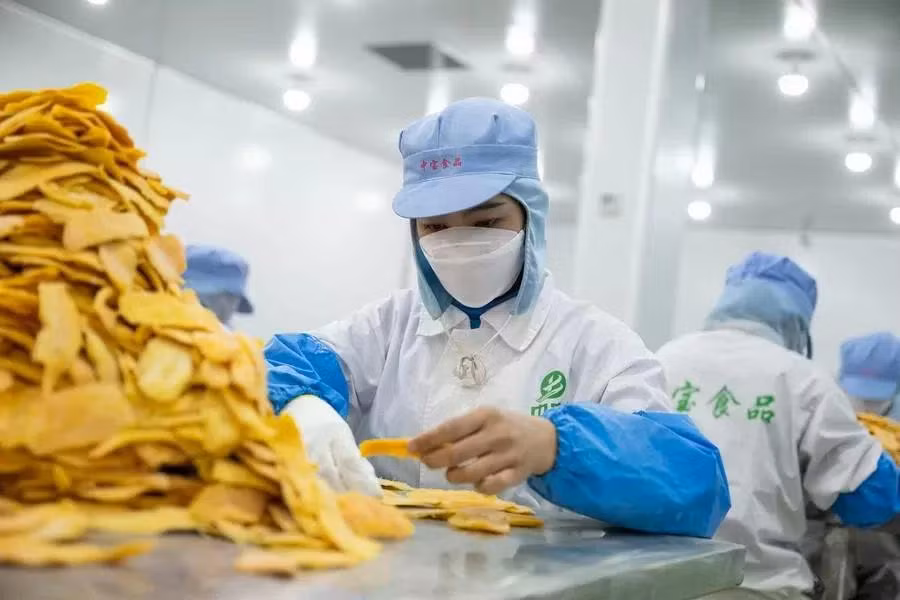 Công nhân tại nhà máy chế biến xoài ở huyện Phnom Sruoch, tỉnh Kampong Speu, Campuchia. Ảnh: Tân Hoa Xã