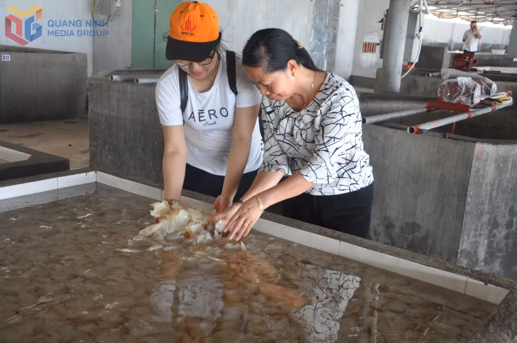 Thanh Lân có những cơ sở sản xuất sứa lớn, có thể phục vụ du khách tham quan, trải nghiệm khi tới đảo.