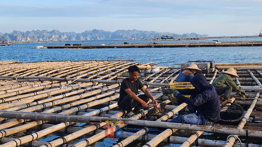 Người dân Quảng Yên nuôi hàu
