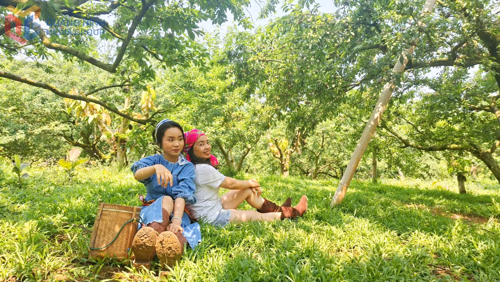 Tới Mộc Châu dịp đầu hè, du khách không thể bỏ qua cơ hội thăm các vườn mận đang mùa ra trái ở Nà Ka.