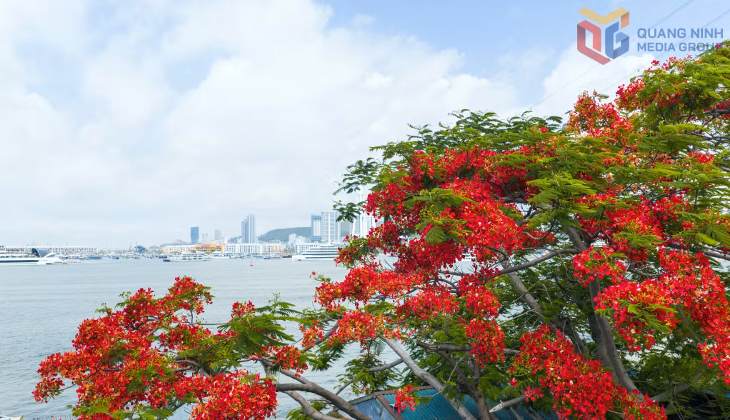 Rực rỡ sắc hoa mùa hạ bên bờ vịnh di sản ảnh 5