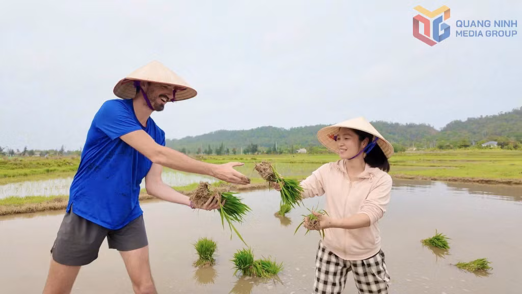 Du khách nước ngoài trải nghiệm cấy lúa cùng người dân Cô Tô.