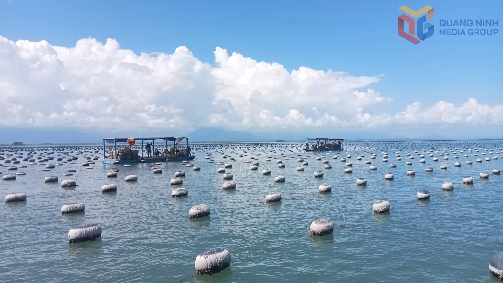 Hiện nay, UBND tỉnh đã ban hành quyết định giao khu vực biển tại xã Đầm Hà cho 3 tổ chức với tổng diện tích hơn 726ha.