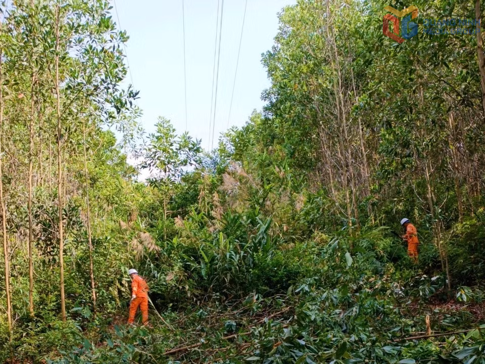 Điện lực Bình Liêu ra quân phát quang hành lang tuyến, đảm bảo vận hành lưới điện an toàn.