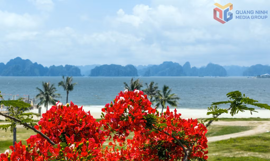 Sắc đỏ của hoa phượng giữa màu cát trắng và biển xanh tạo nên khung cảnh đa sắc màu bên bờ biển của khu du lịch Bãi Cháy.