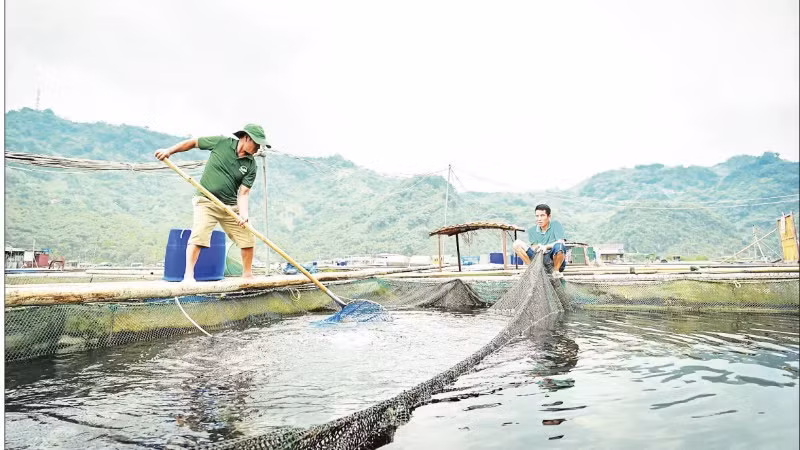 Mô hình nuôi thủy sản tại Hợp tác xã cá sạch Bẩy Tuyển, phường Hòa Bình, tỉnh Phú Thọ. (Ảnh: BẢO LONG)