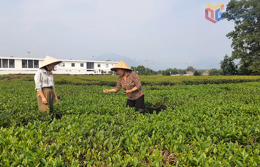 Nông trường chè của Tổ hợp tác trồng và chế biến chè VietGAP xã Quảng Đức cho thấy hiệu quả thực tế, đem lại thu nhập cao và ổn định cho nông dân.