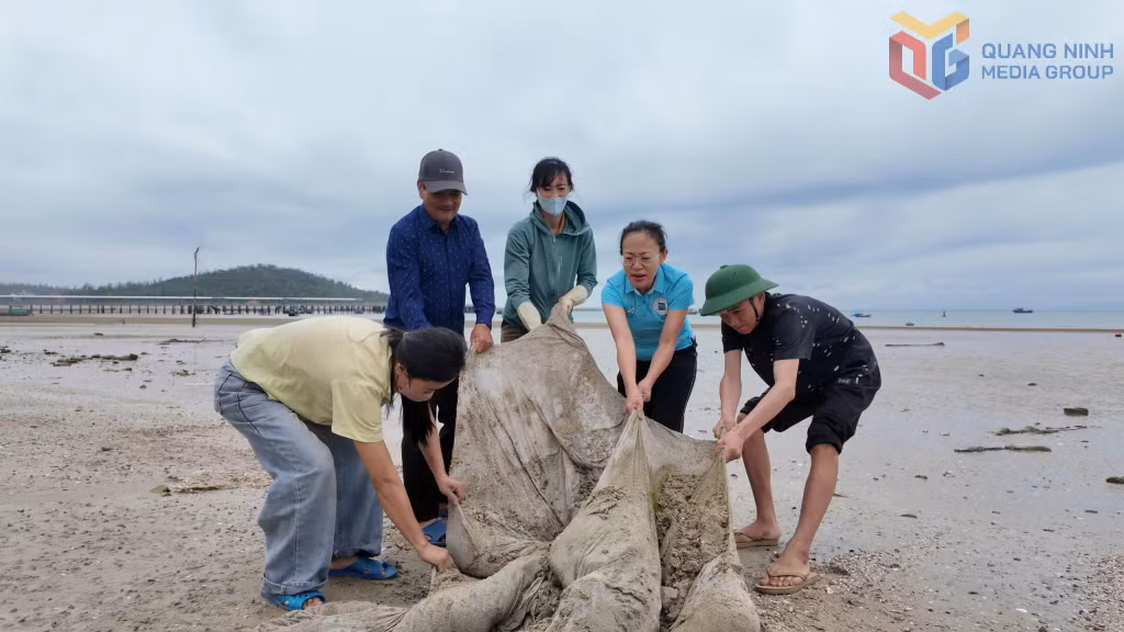 Lãnh đạo và người dân đặc khu Cô Tô thu gom rác thải, bảo vệ môi trường biển.