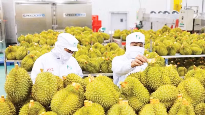 Kiểm tra sầu riêng trước khi xuất khẩu tại Công ty cổ phần Tập đoàn xuất nhập khẩu trái cây Chánh Thu. (Ảnh: Chánh Thu Group cung cấp)