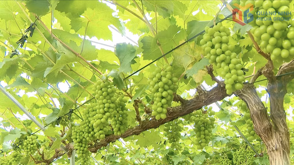 Cây nho sữa Hàn Quốc phù hợp với thổ nhưỡng và khí hậu nên phát triển tốt.