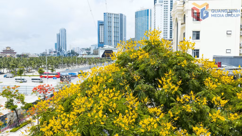 Hoa điệp vàng khoe sắc giữa mùa hè, tạo điểm nhấn cho không gian đô thị thêm xanh mát.