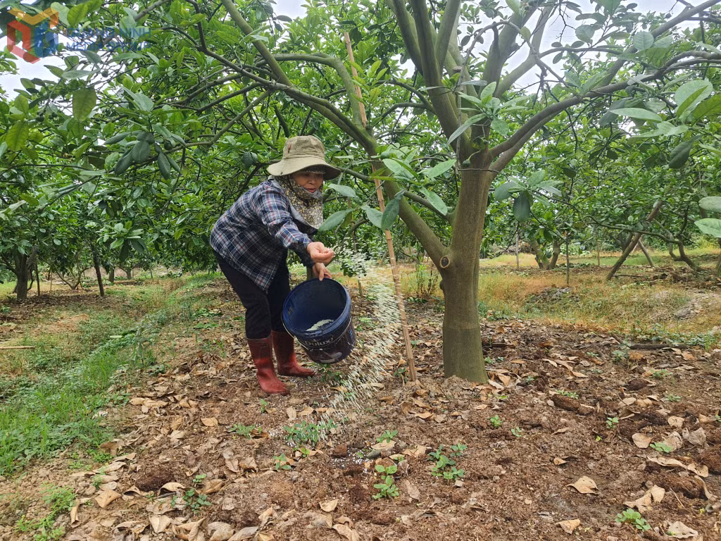 Tỉnh Quảng Ninh tăng cường tuyên truyền, tập huấn để người sản xuất nâng cao kiến thức sử dụng phân bón gốc hóa học trên cây trồng, có ý thức sản xuất nông nghiệp gắn với bảo vệ môi trường.