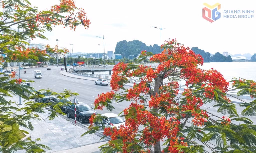 Tuyến đường bao biển Trần Quốc Nghiễn trong sắc đỏ rực rỡ của hoa phượng.