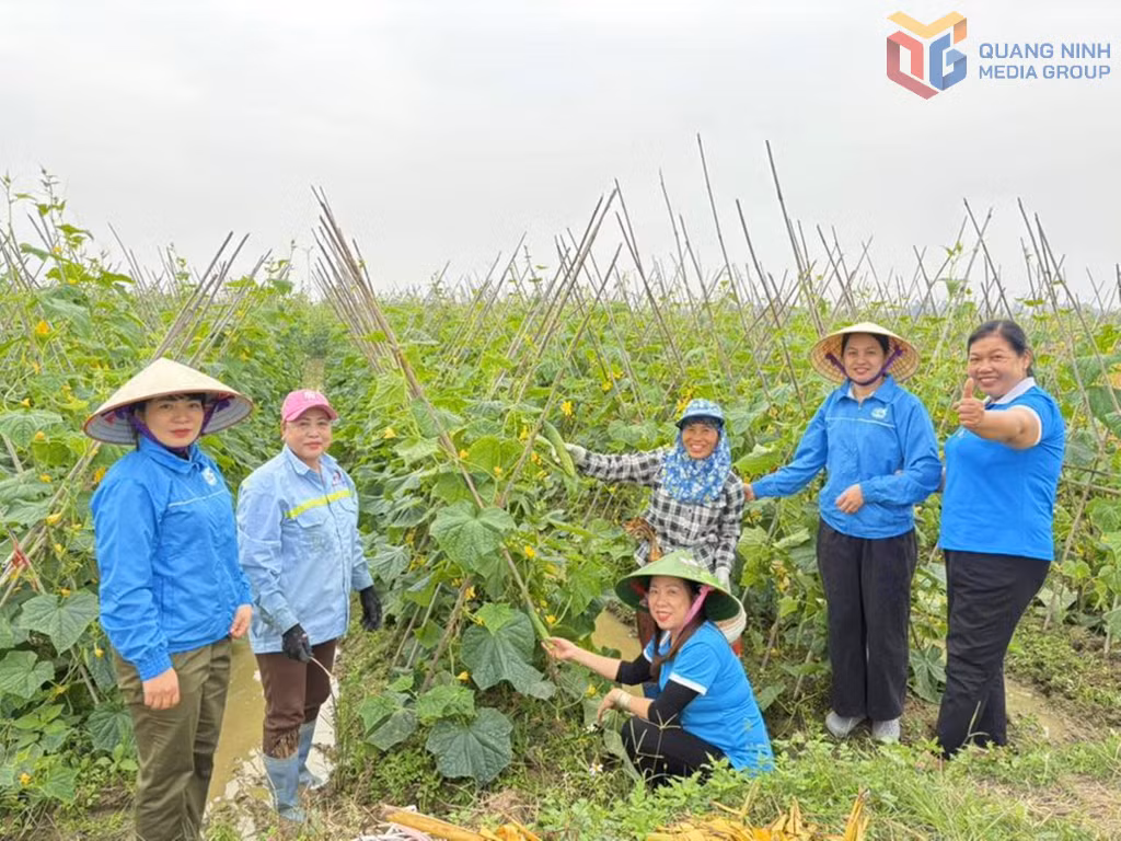 Hội LHPN phường Mạo Khê tích cực tuyên truyền, hỗ trợ tập huấn, chuyển giao kỹ thuật, khuyến khích xây dựng và nhân rộng các mô hình trồng rau an toàn cho hội viên.