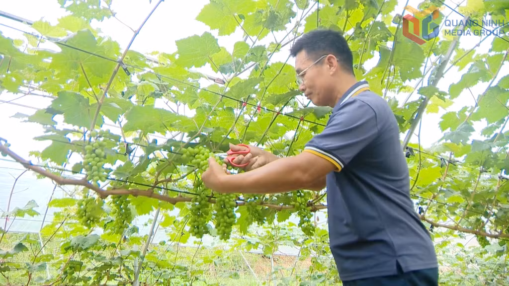 Anh Đinh Công Đoàn (khu Trại Cọ, phường Đông Mai) chăm sóc vườn nho sữa Hàn Quốc trồng trên diện tích 500m2.
