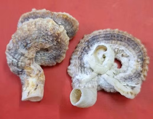 Loài ốc sâu Thylacodes adamsii (Morch, 1859) trong hệ sinh thái vịnh Hạ Long. Ảnh: Nguyễn Tuấn Nghĩa (Trường THPT Chuyên Hạ Long)