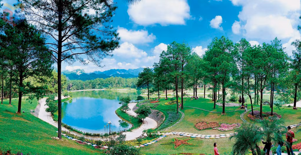 Không gian xanh mát, nơi cư dân bản Áng còn giữ lại được rừng thông cổ, nhiều cây lớn, có tuổi gần 100 năm.