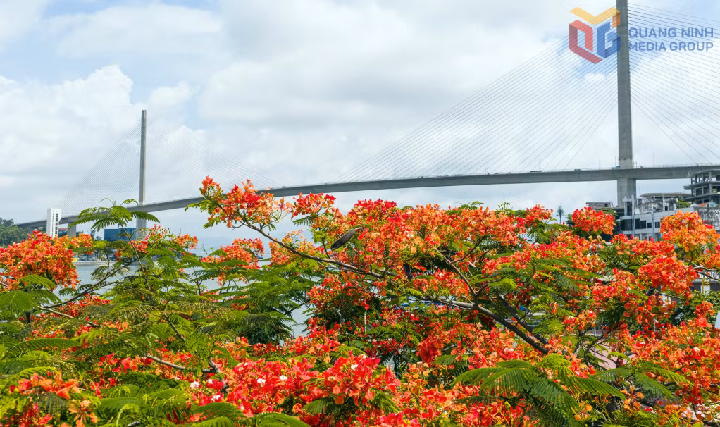 "Thảm hoa phượng vĩ" làm nổi bật công trình cầu Bãi Cháy.