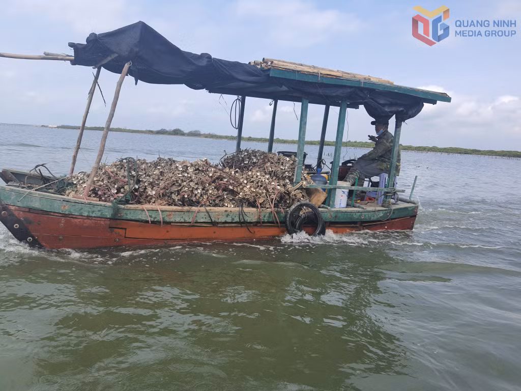Những tàu cá công suất nhỏ, khả năng khai thác ven bờ được tỉnh Quảng Ninh khuyến khích chuyển đổi sang nghề khác.