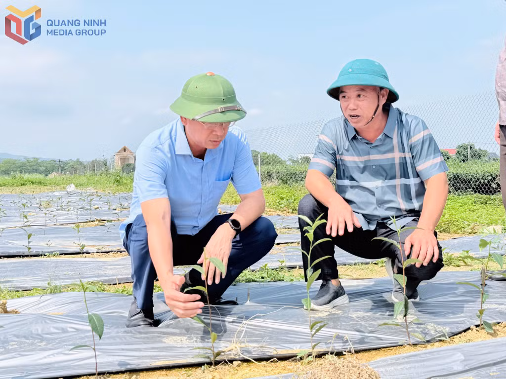 Đồng chí Hồ Đức Quang, Bí thư Đảng ủy xã Đường Hoa cùng đảng viên Chi bộ thôn Quảng Long 8 kiểm tra thực địa vùng trồng giống chè mới trên địa bàn.