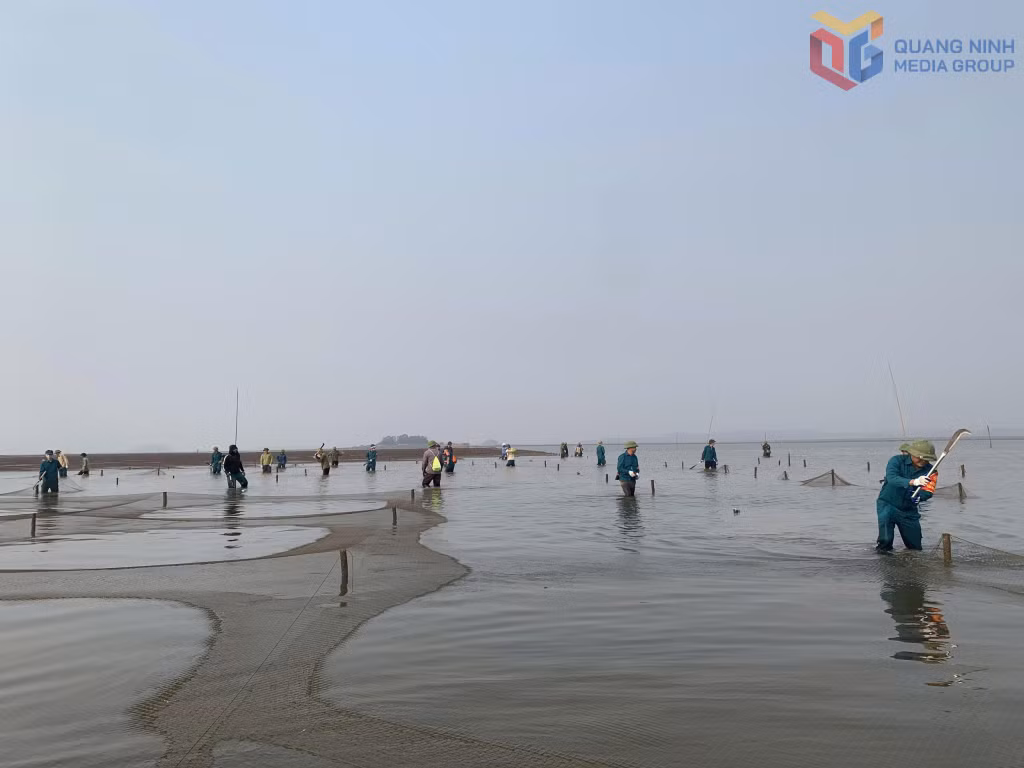 Xã Đầm Hà ra quân xử lý tình trạng lấn chiếm bãi triều nuôi trồng thuỷ sản trái phép.