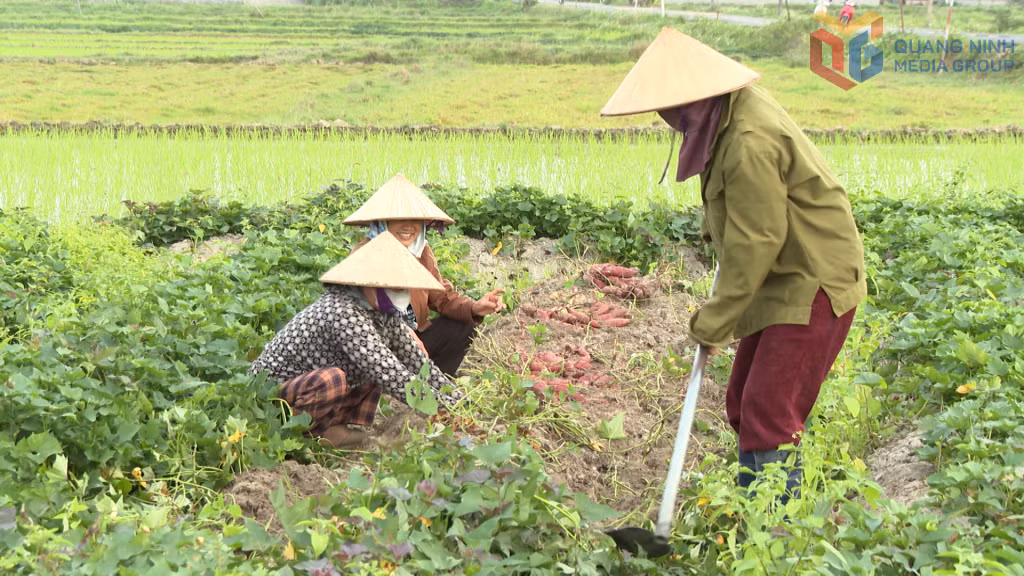 Người dân thôn Thượng, xã Hải Lạng, trồng thêm cây khoai lang tại những chân ruộng cao, góp phần nâng cao thu nhập.