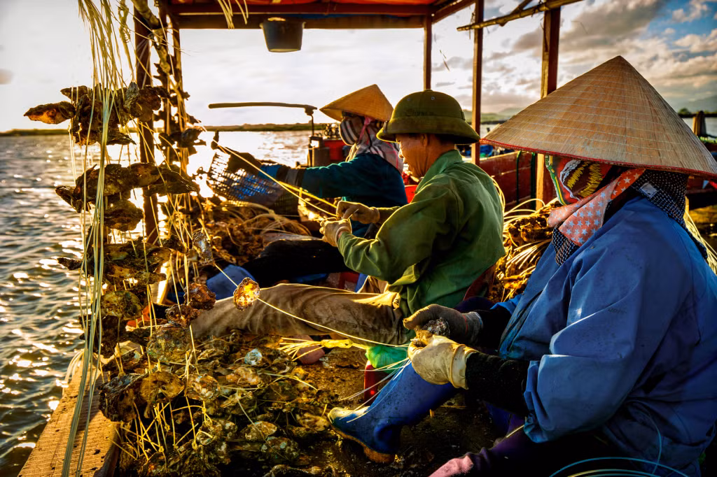 Xâu con giống. Ảnh: Dương Văn Toàn (CTV)