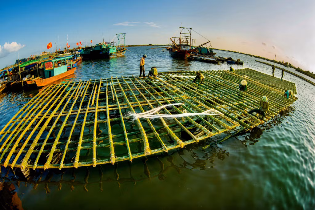 Bè nuôi hà đại dương. Ảnh: Dương Văn Toàn (CTV)