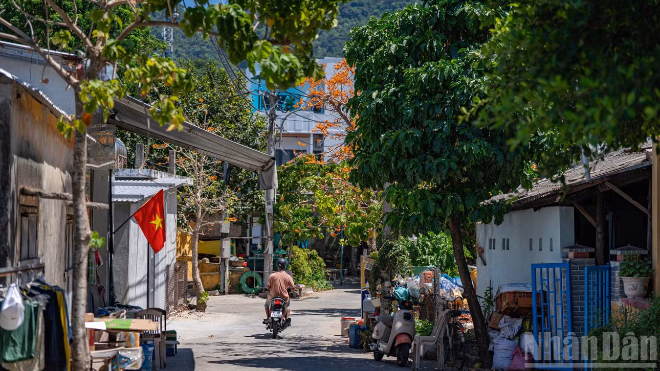 Những tán ngô đồng giữa đường làng của Bài Làng - Khu dân cư chính tại Cù Lao Chàm.