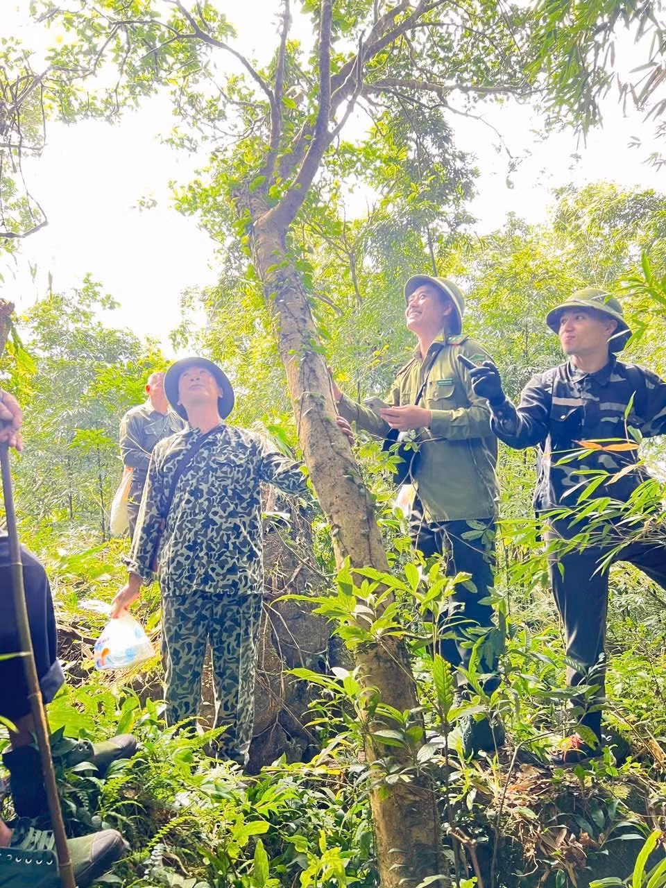 Đoàn khảo sát phát hiện được 3 cây chè cổ thụ có tuổi đời hàng trăm năm tại Khu bảo tồn Quảng Nam Châu, địa phận xã Đường Hoa. Ảnh: Trung tâm Cung ứng dịch vụ xã Đường Hoa