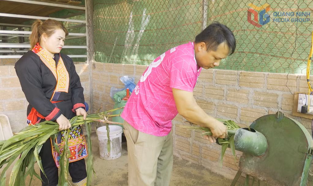 Vợ chồng anh Triệu Kim Phượng và chị Chíu Thị Mai (thôn Tàu Tiên, xã Ba Chẽ) chuẩn bị thức ăn phục vụ mô hình nuôi hươu sao của gia đình.