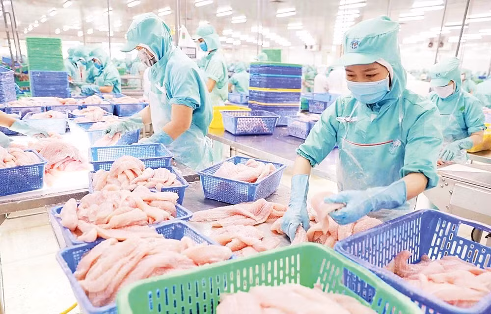 Chế biến cá tra phi lê xuất khẩu tại tỉnh Đồng Tháp. (Ảnh: VŨ SINH)