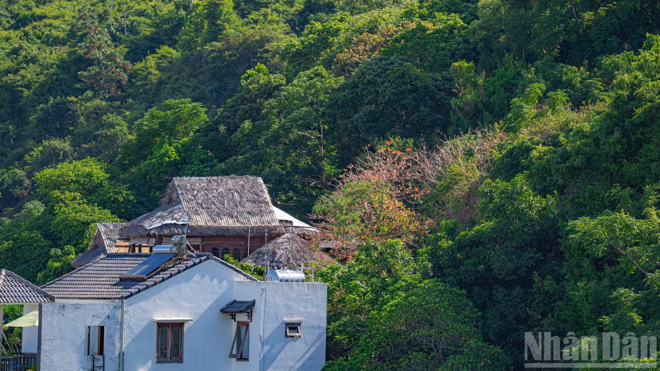 Khác với sự đồng loạt bung nở thành những vạt rừng đỏ rực rỡ vào giữa và cuối tháng 7, thời điểm này, hoa ngô đồng chớm nở đầu mùa mang nét chấm phá, e ấp như điểm tô cho sắc màu bình yên của làng chài.