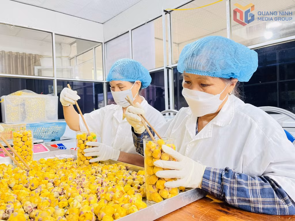 Trà hoa vàng OCOP 5 sao của Công ty CP Kinh doanh lâm sản Đạp Thanh (xã Kỳ Thượng) được sản xuất theo quy trình khép kín, bảo đảm chất lượng.