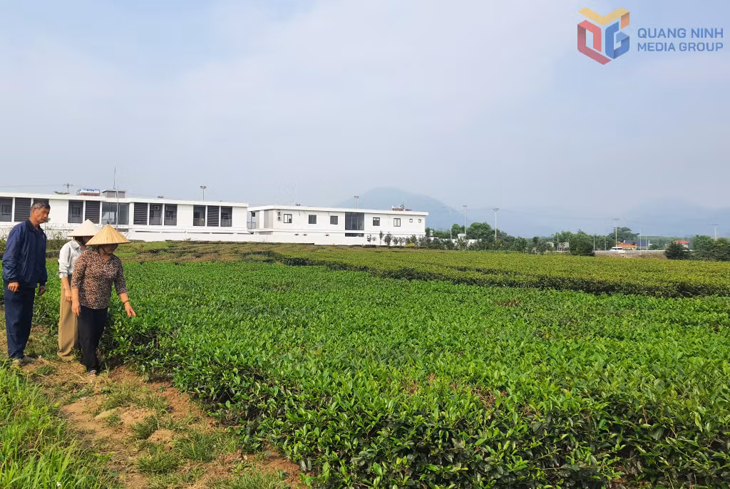 Vùng chè sạch Quảng Đức.